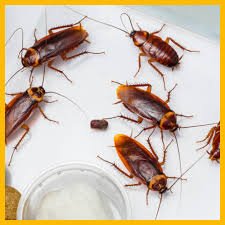 découvrez la signification du rêve de cafard en islam : interprétations, symboles, et messages cachés selon la tradition islamique.