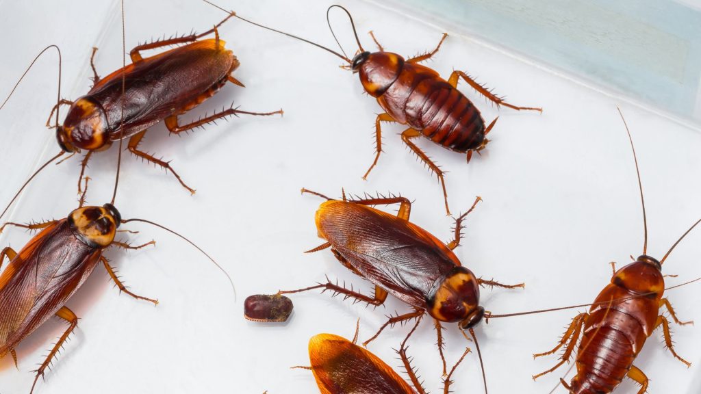 découvrez la signification du rêve de cafard en islam. interprétations possibles, messages symboliques et conseils à travers la tradition islamique pour mieux comprendre vos songes.