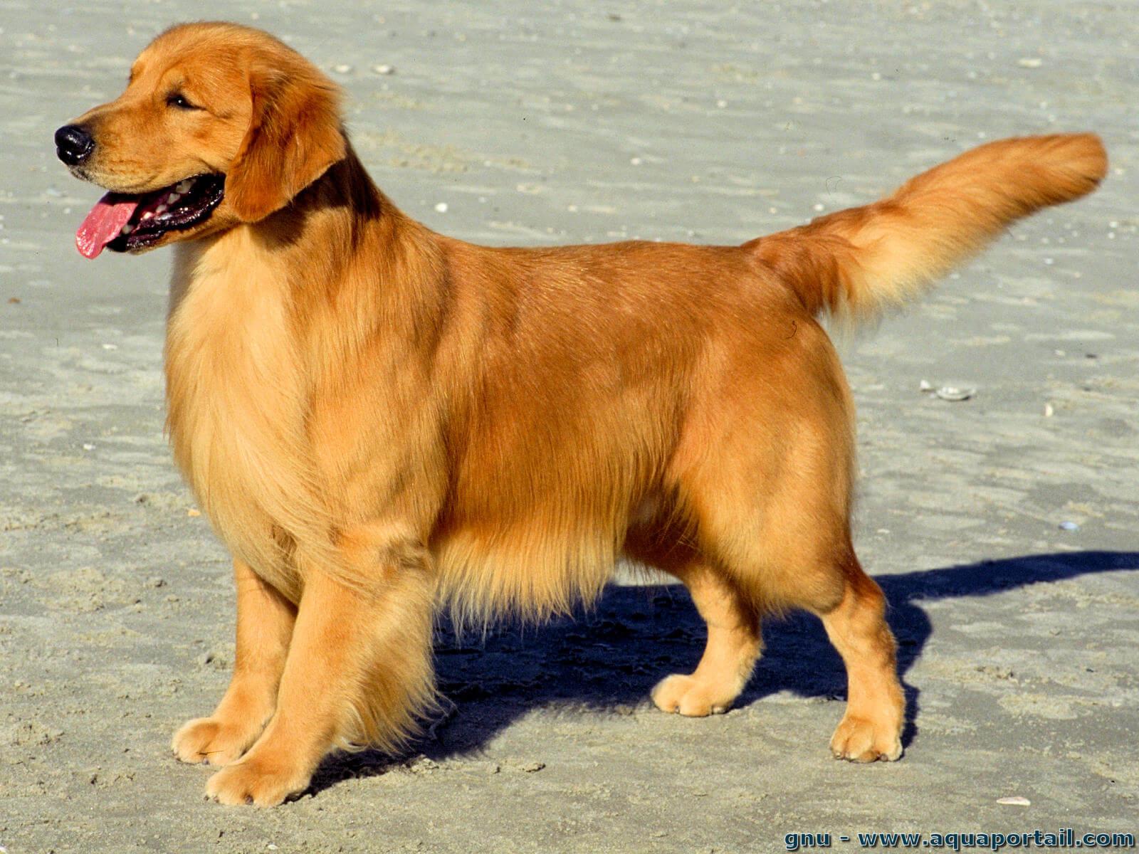 découvrez la signification et l'interprétation d'un rêve avec un chien noir selon l'islam. explications, symboles et croyances autour de ce rêve mystérieux.