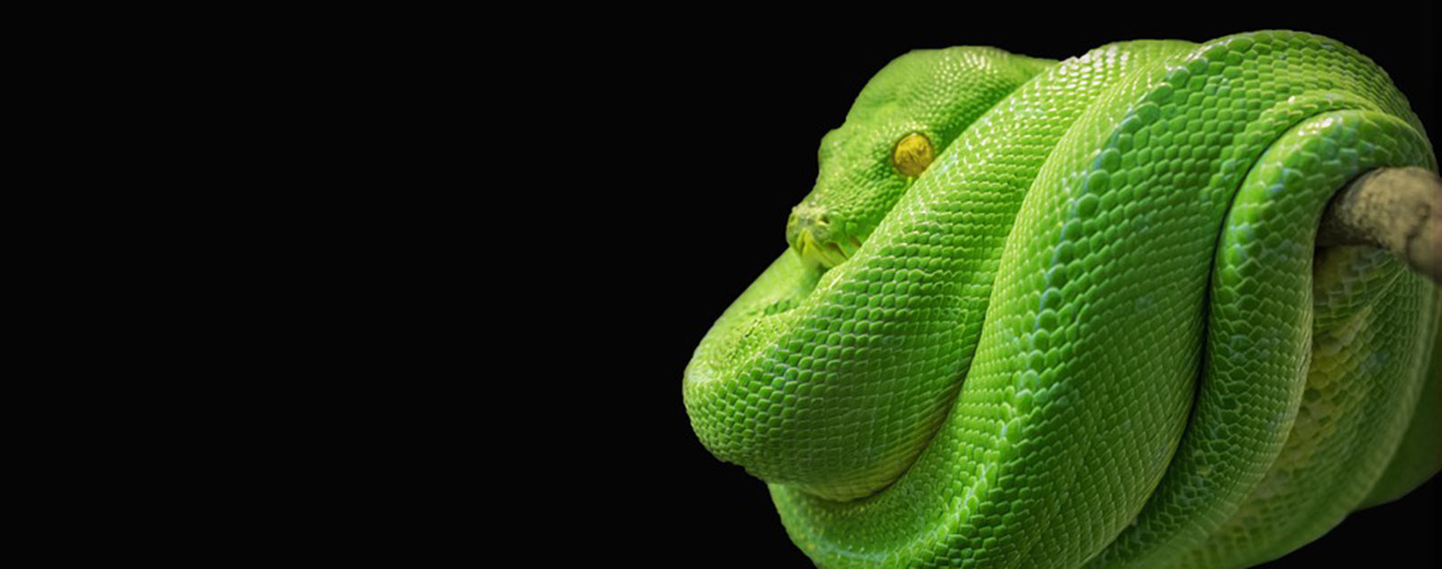 découvrez l'interprétation du rêve d'esprit en islam, ses significations symboliques et spirituelles selon la tradition islamique.