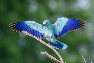 découvrez la signification islamique de rêver d'écureuil et son interprétation selon les croyances et symboles en islam.