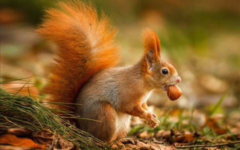 découvrez la signification du rêve d’écureuil selon l’islam et explorez les interprétations spirituelles et symboliques liées à cet animal dans vos rêves.