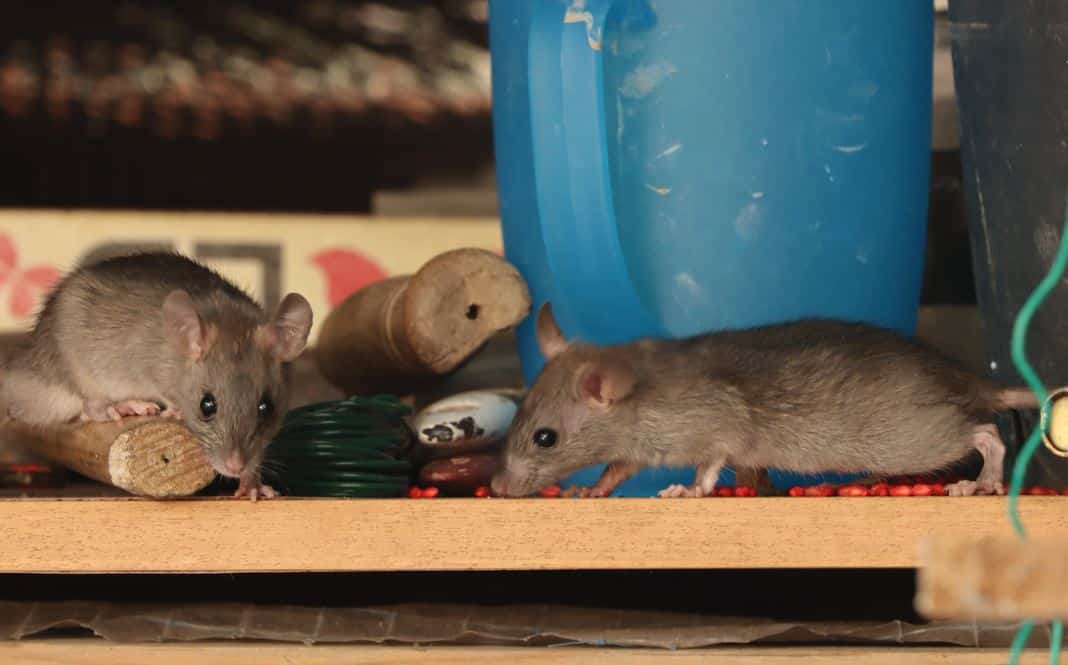 découvrez les significations de rêver de poux en islam et explorez les différentes interprétations spirituelles liées à ces rêves.