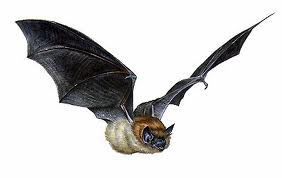 découvrez la signification du rêve de souris en islam et son interprétation selon les traditions islamiques pour mieux comprendre vos rêves.